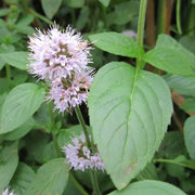 Mentha aquatica | Water mint | Marginal Plant